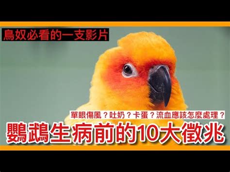 小鳥死了怎麼辦|鳥突然死掉怎麼辦？